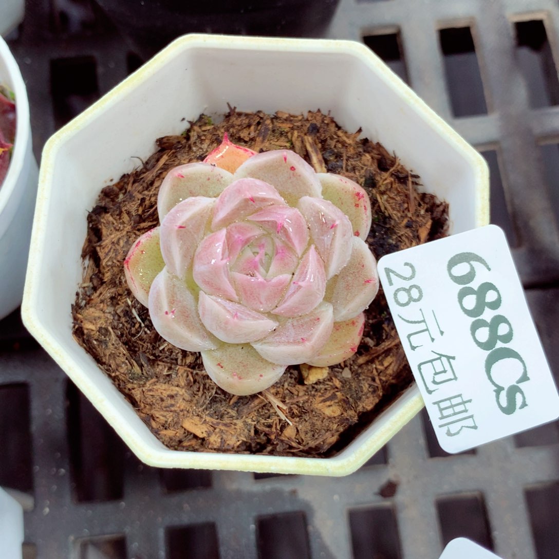 5厘米盆精控多肉688