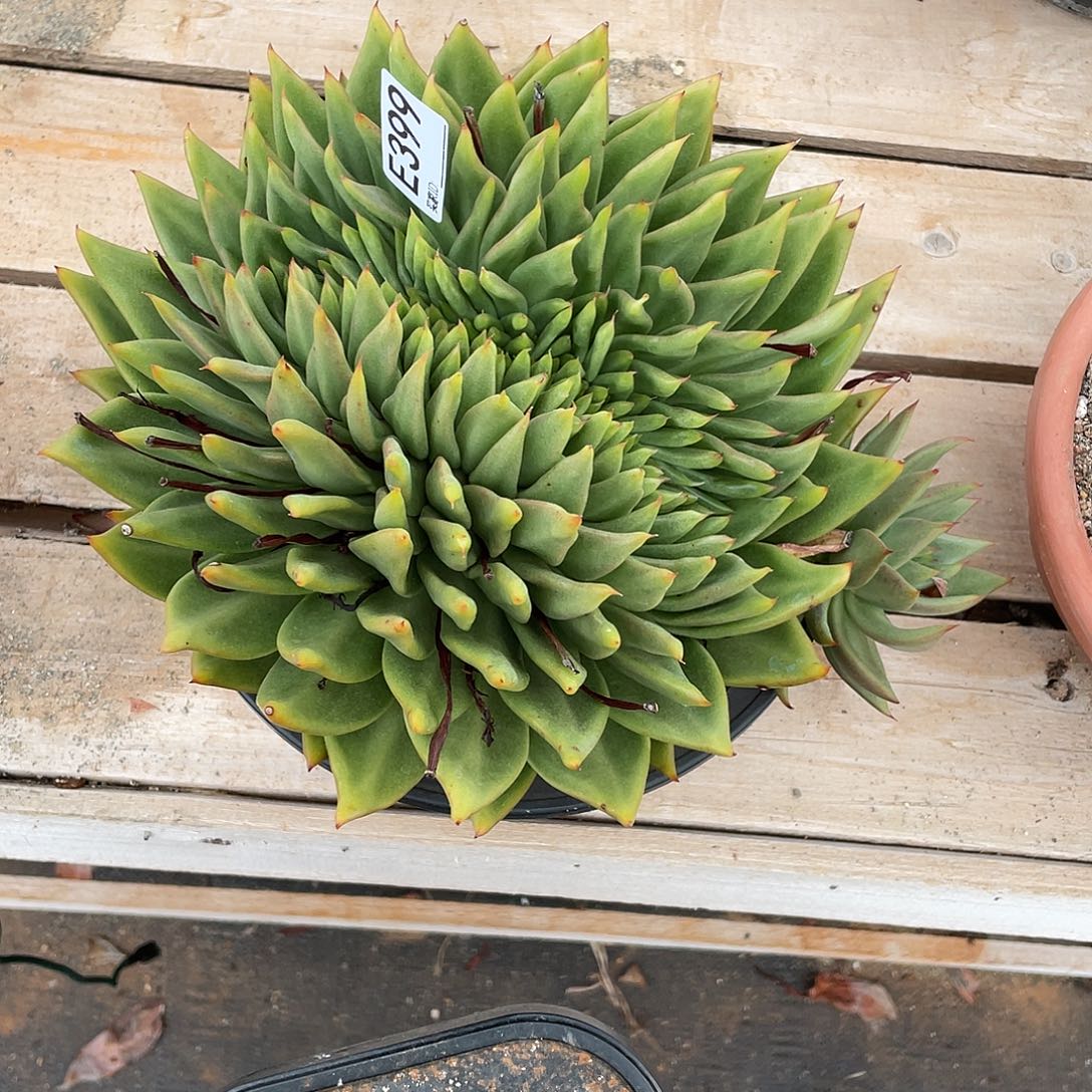 若如东云多肉单拍399