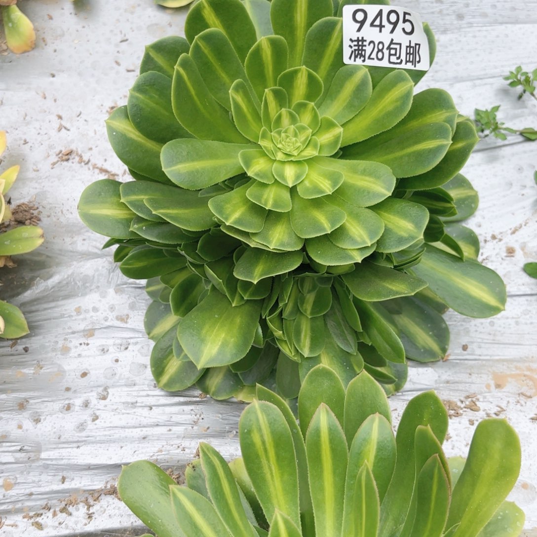 W. 9495翡翠琉璃多肉