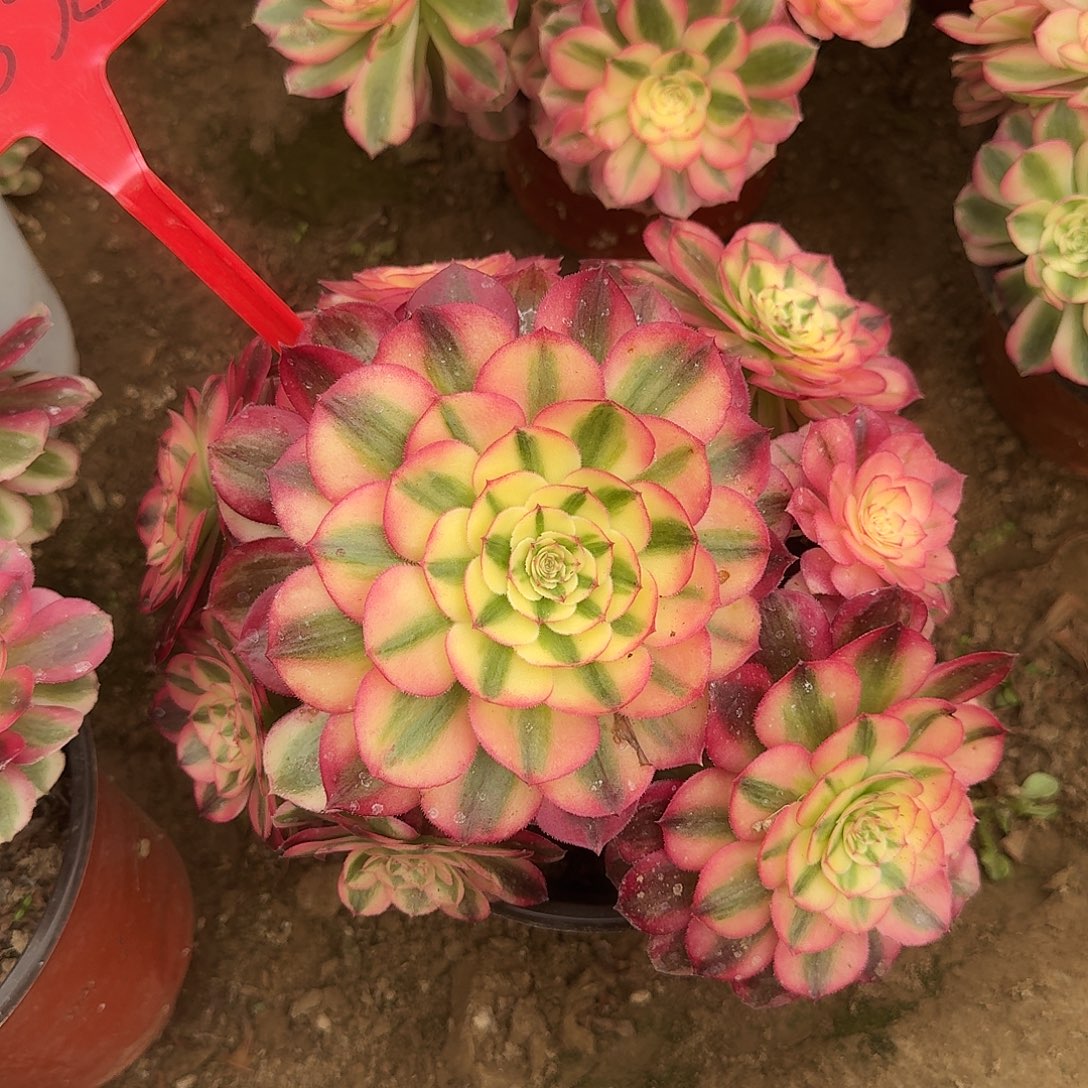 4532倾城多肉法师