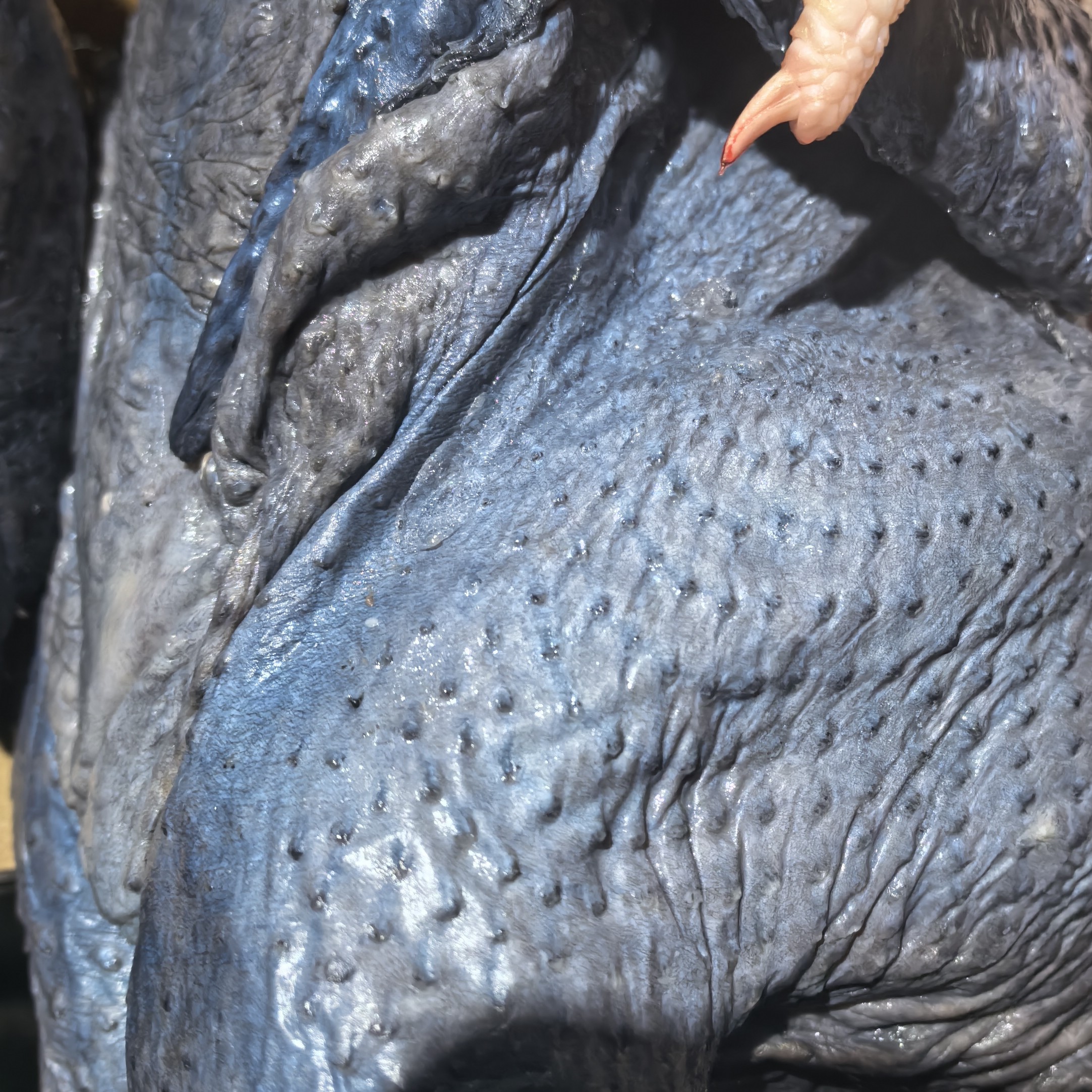 乌鸡一只（3斤左右）