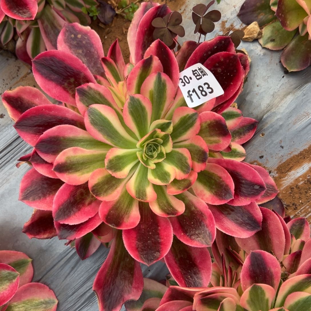 183 多肉法师香妃