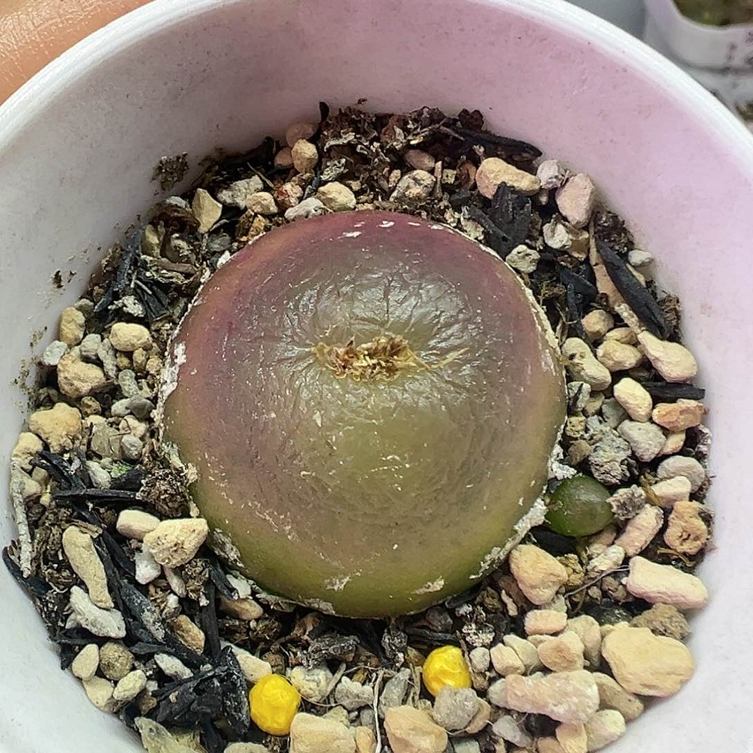 533灯泡带盆土发货