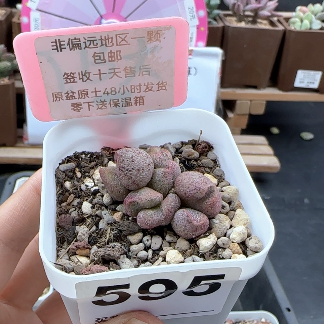 595蜜桃格林多肉