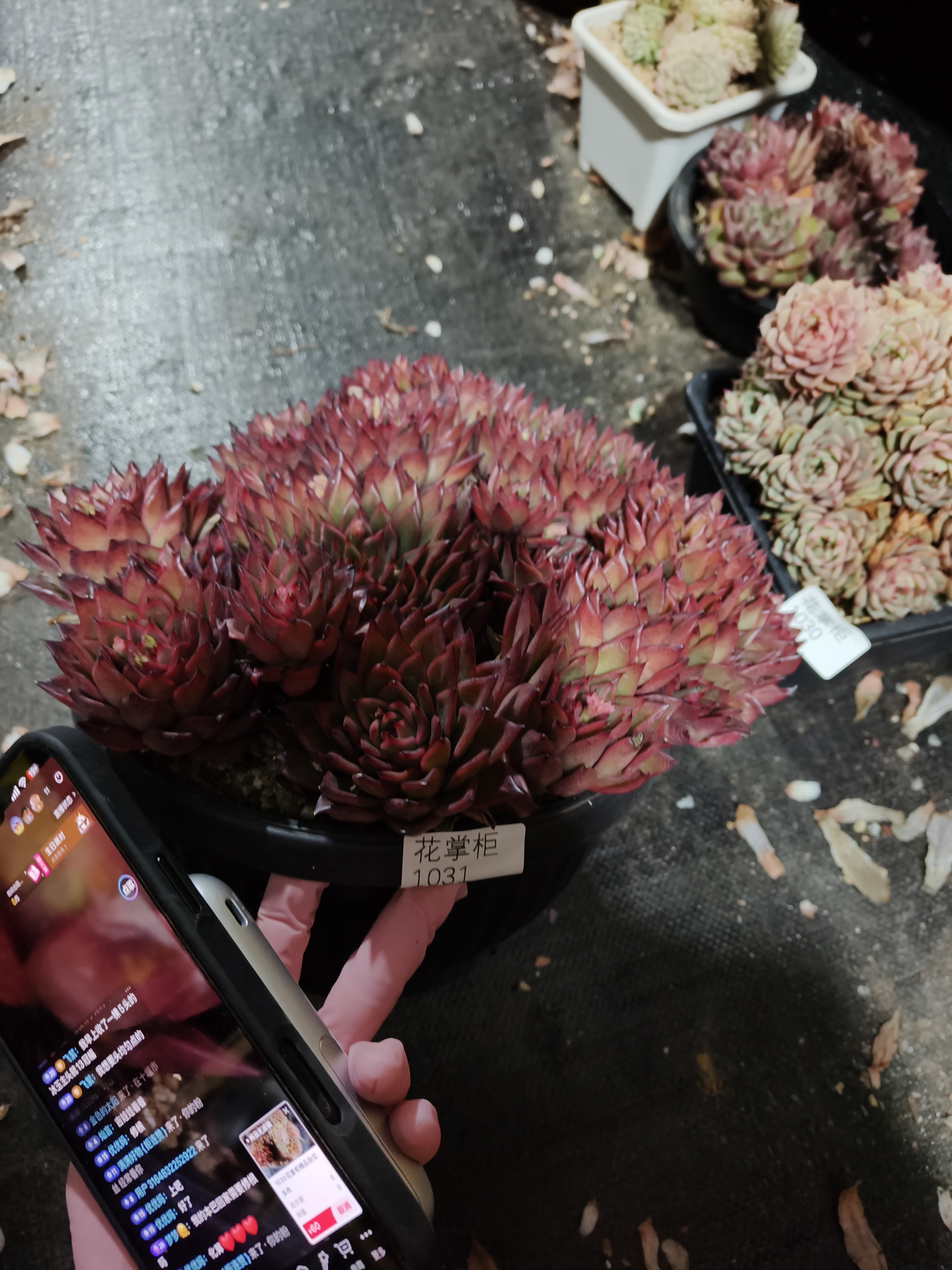 1031花掌柜精品杂交多肉不售后