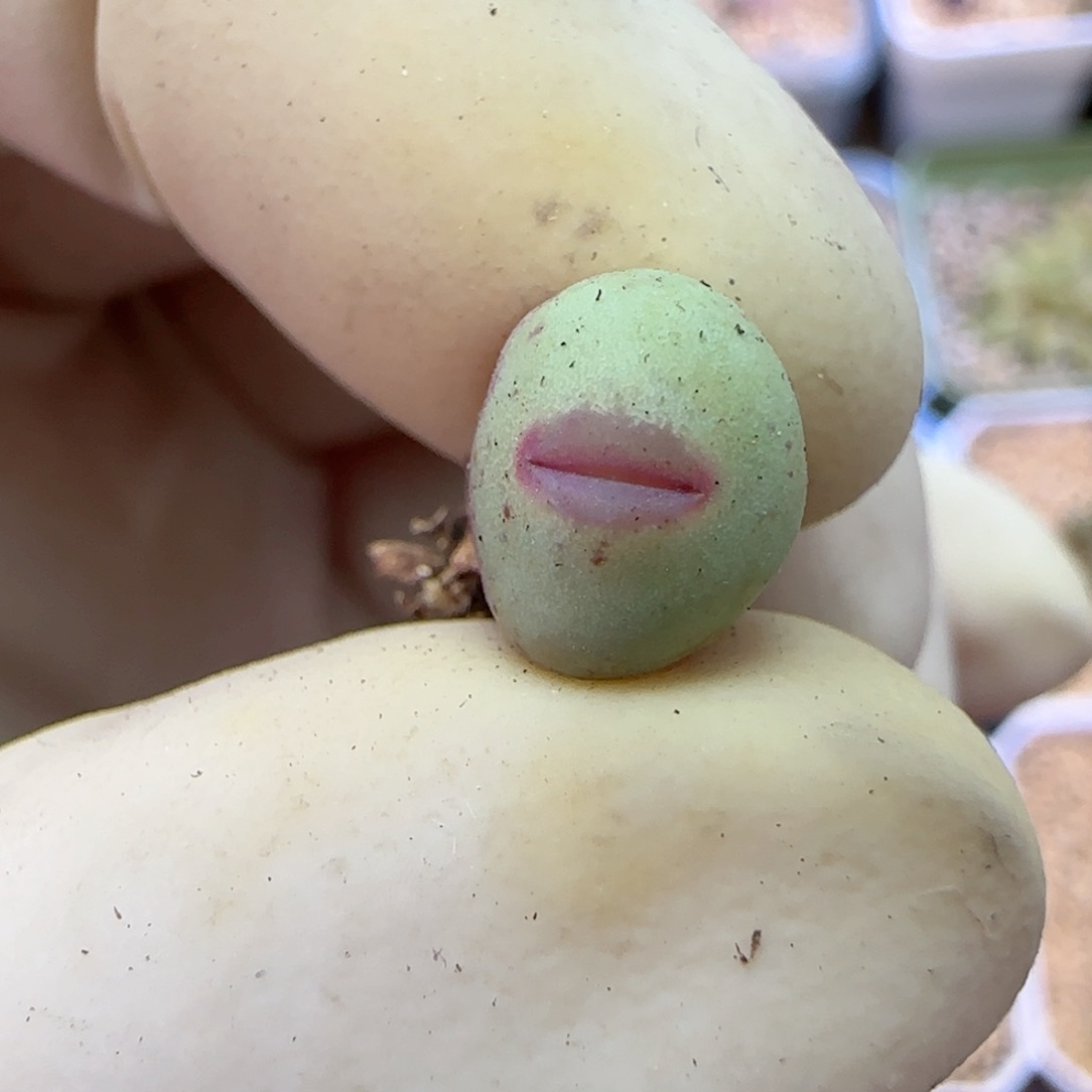 272园艺优选红嘴1380