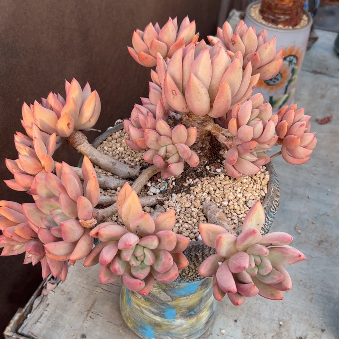 仙贝68 零零多肉植物