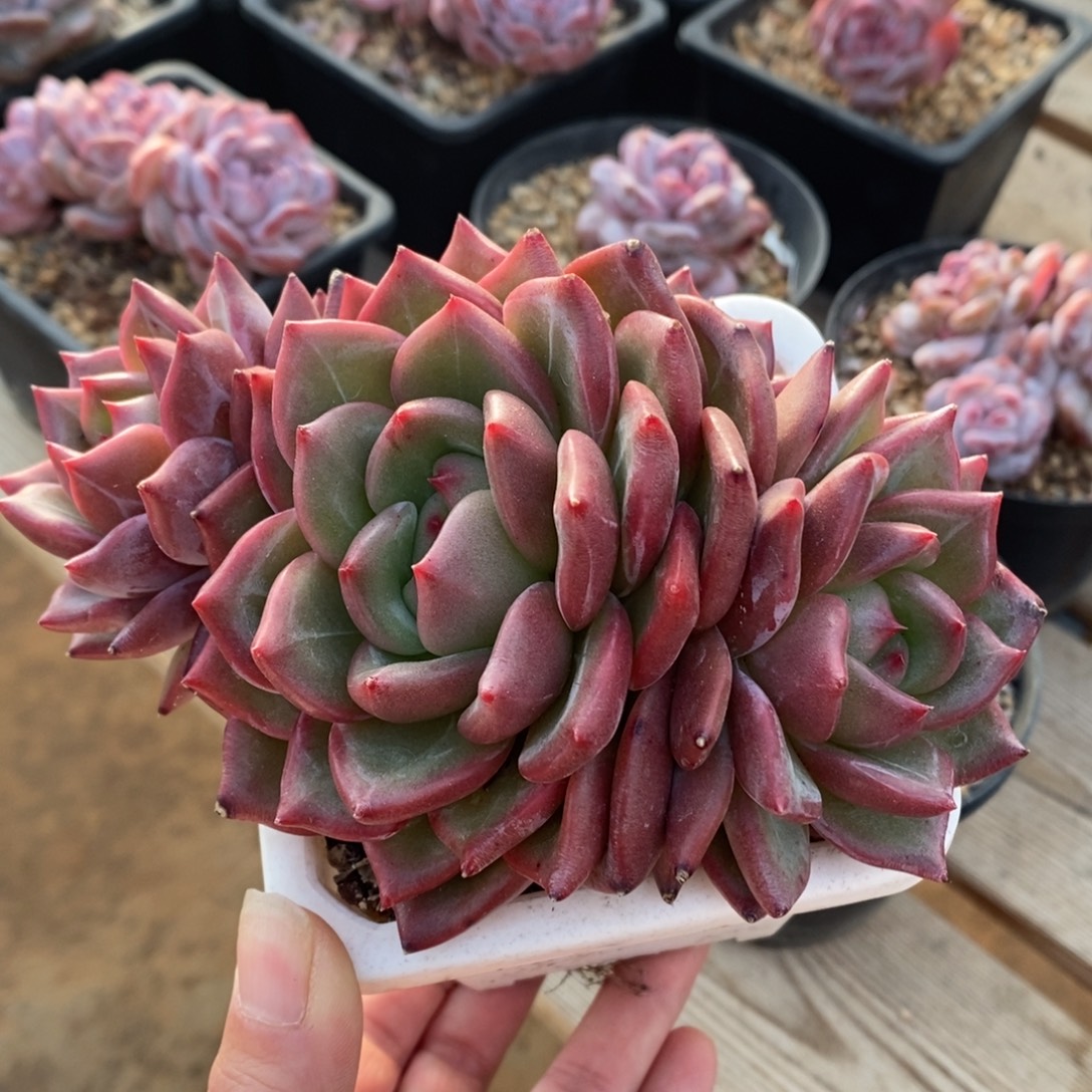 四头香槟哈哈哈哈哈哈