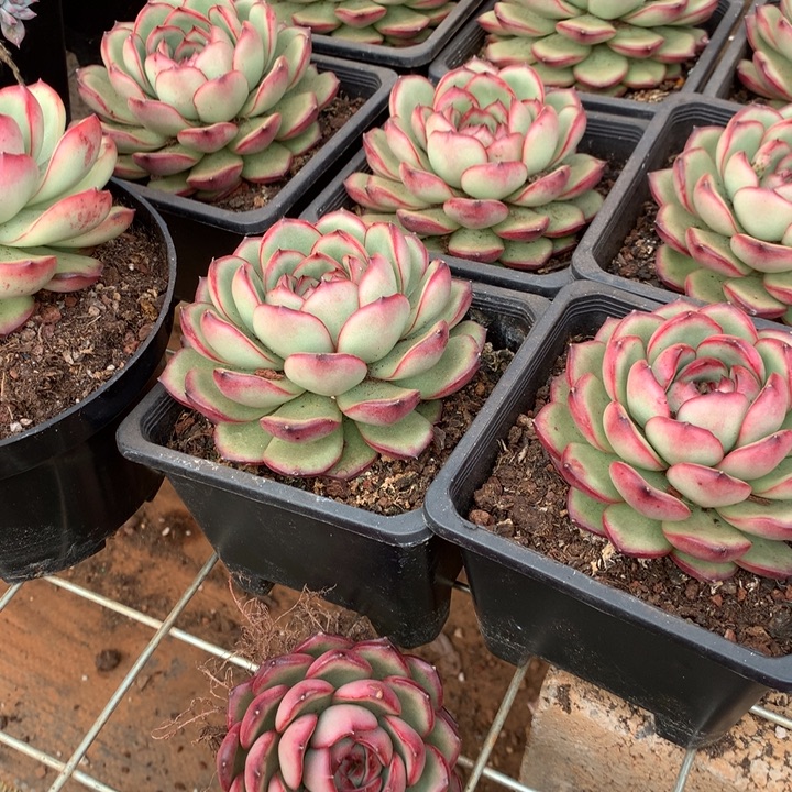 花田错多肉植物两单包邮