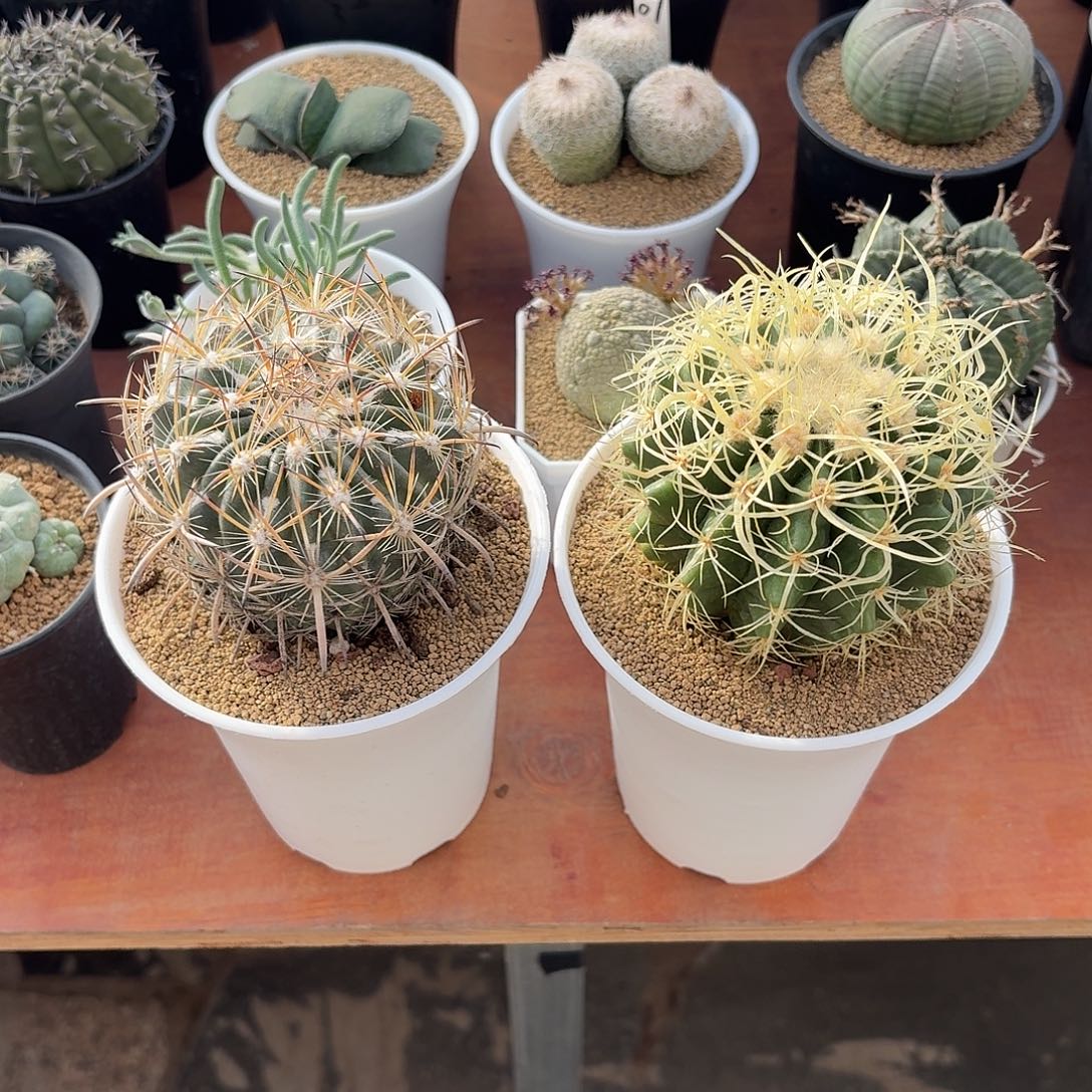 幽***子虎爪玉金虎仙人球122