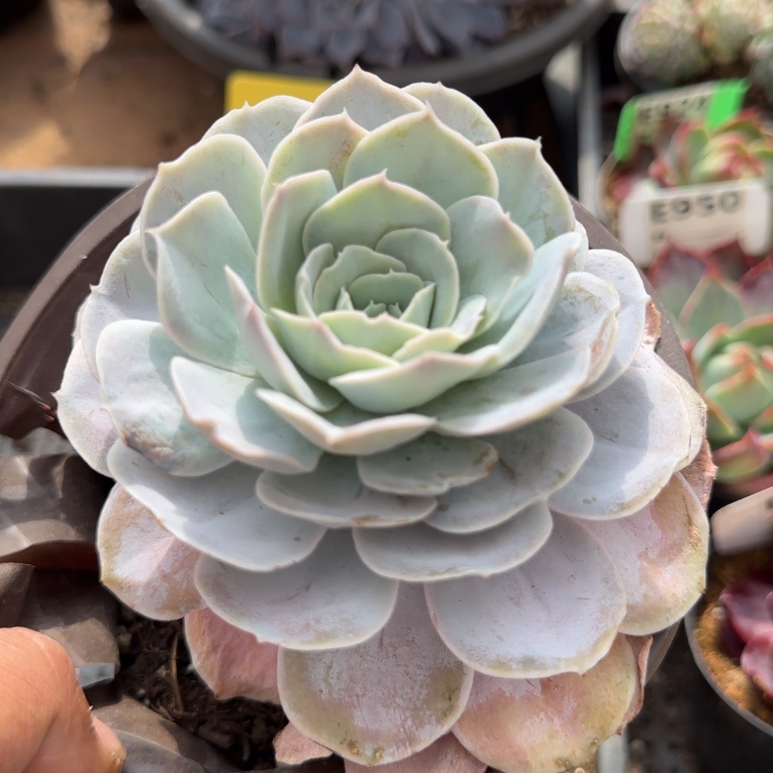 圣卡罗斯一物一拍包装收缩花旱