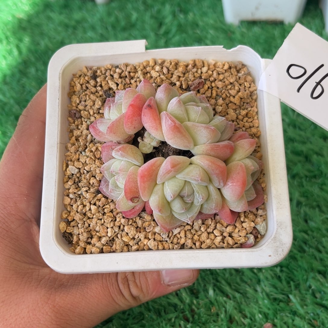 016冰玉群生小老庄8厘米