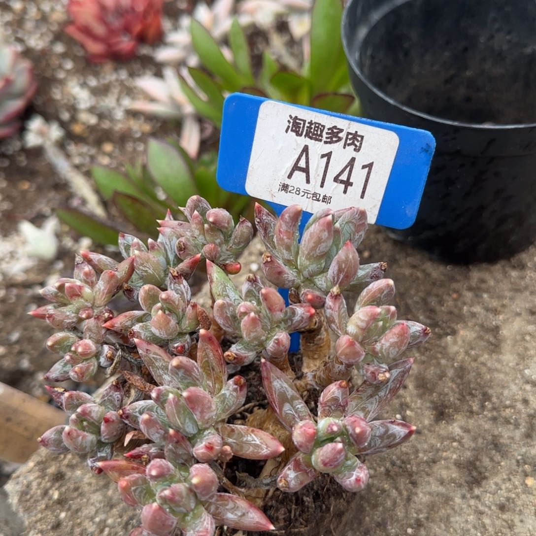 多肉植物炫彩性老庄物质