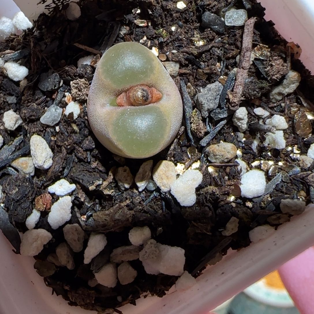 肉锥多肉植物百科-磁铁1044