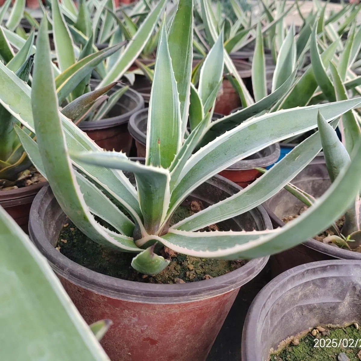 银边龙舌兰亚成苗