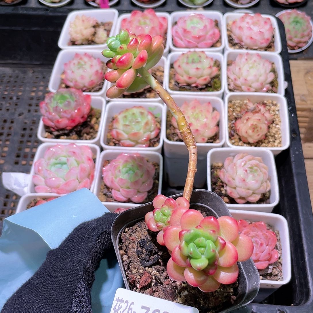 花利美26-762香格里拉