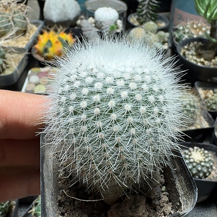 390白小丁脱土发货