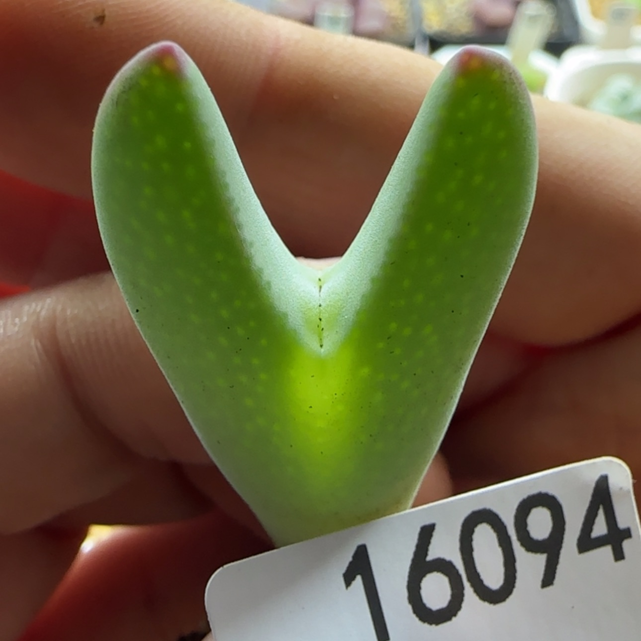 【闪购商品】16094     