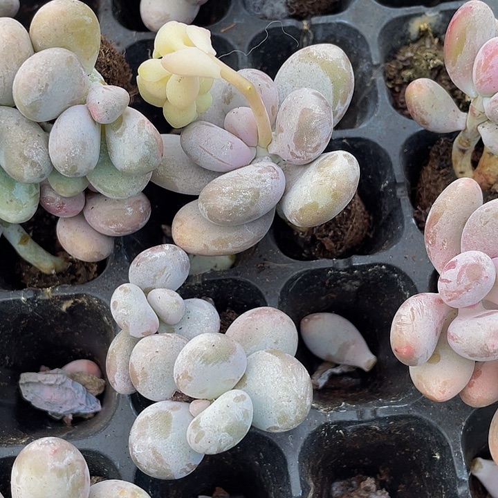 文斯通1.5带土发货