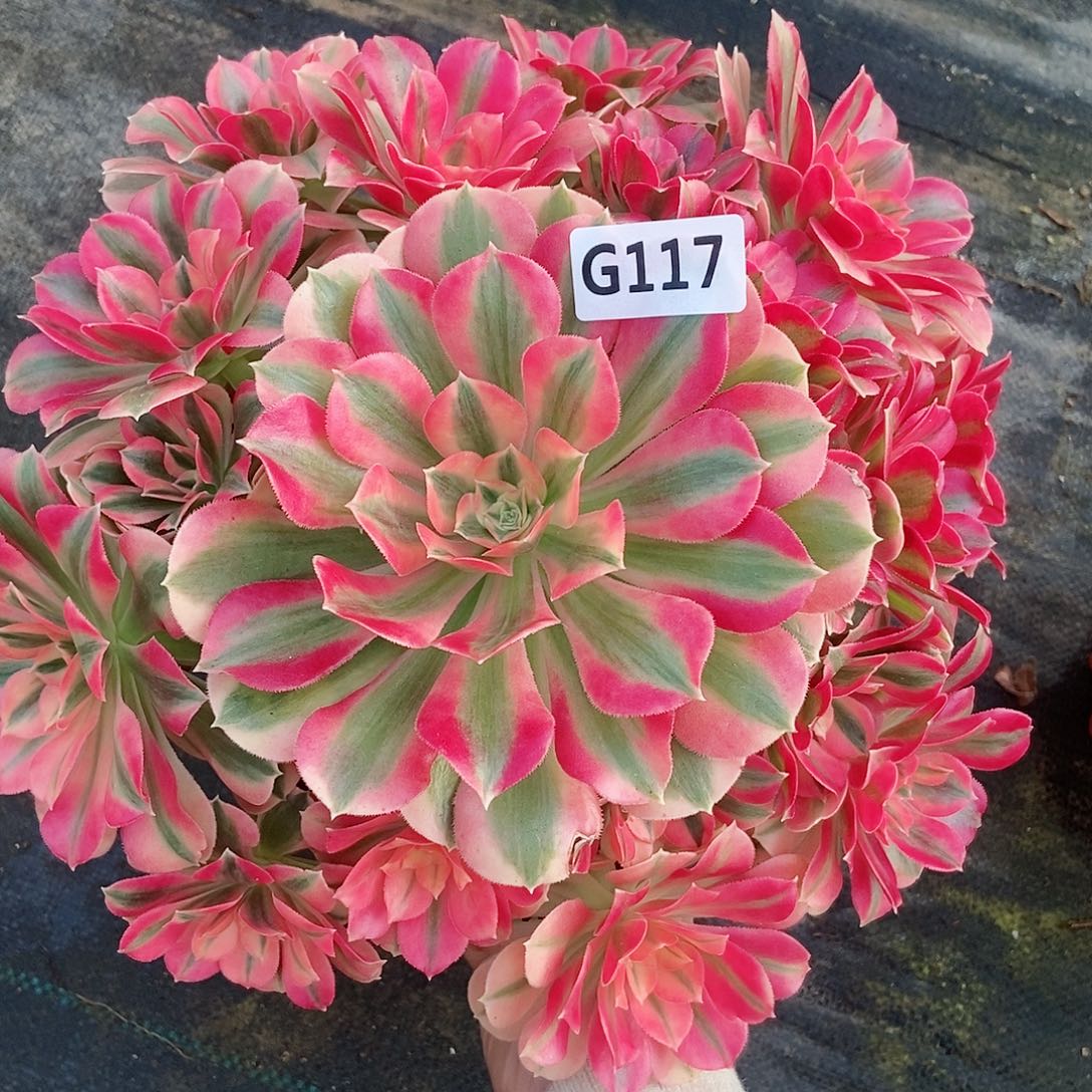 红陶幸***鹅117女巫4多肉