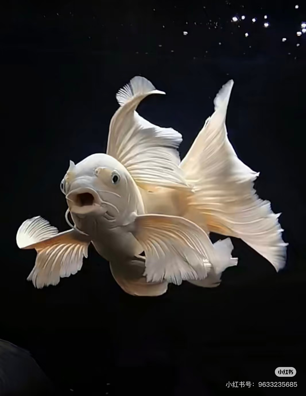 九鲤寸片一鱼一价开箱视频有售后