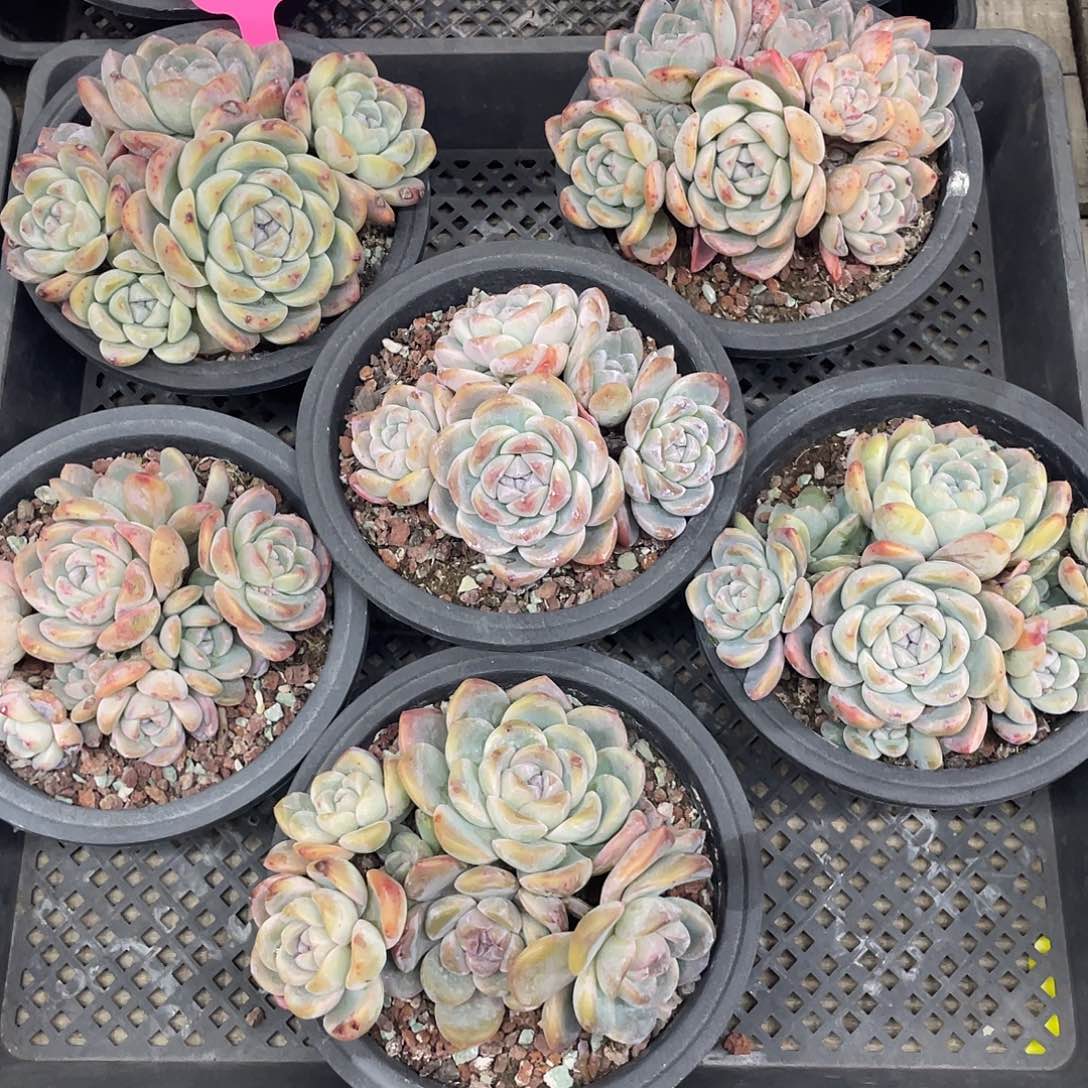 14号冰玉，六个一组，不包断枝