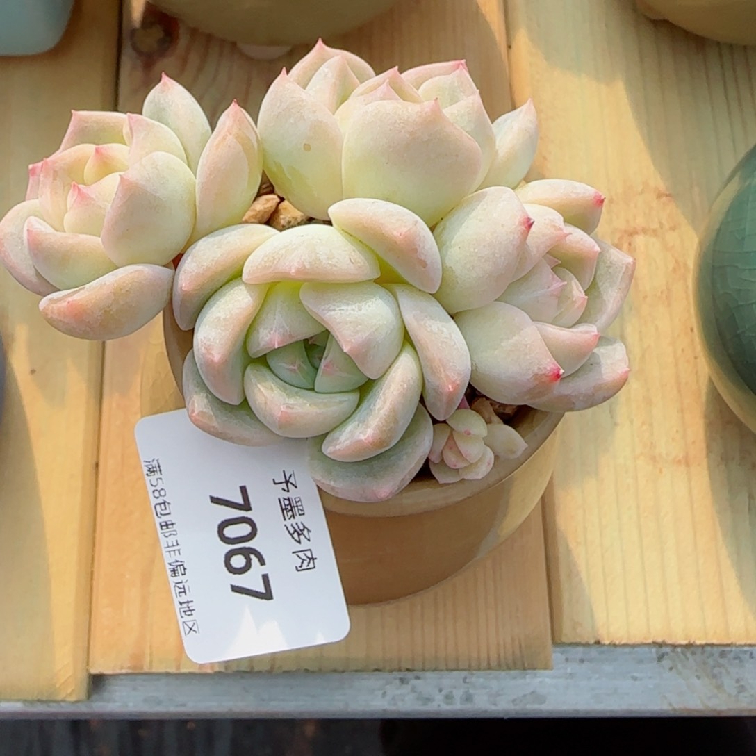 孤品珍妮，7067多肉植物