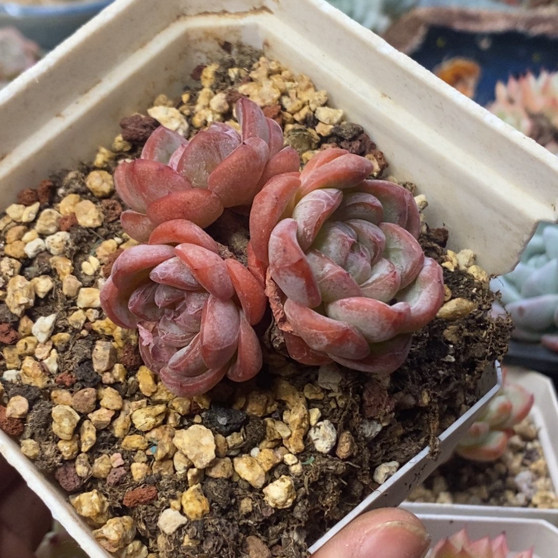 星星珍妮控养三头一物一拍