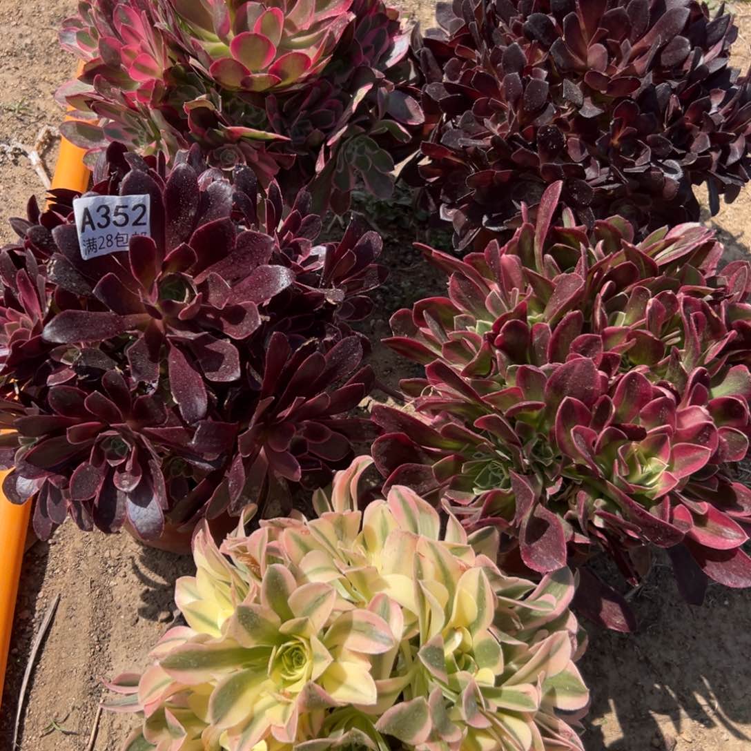 352多肉      5颗          