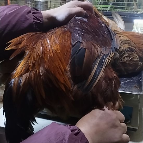 2天中国大陆贵州土鸡