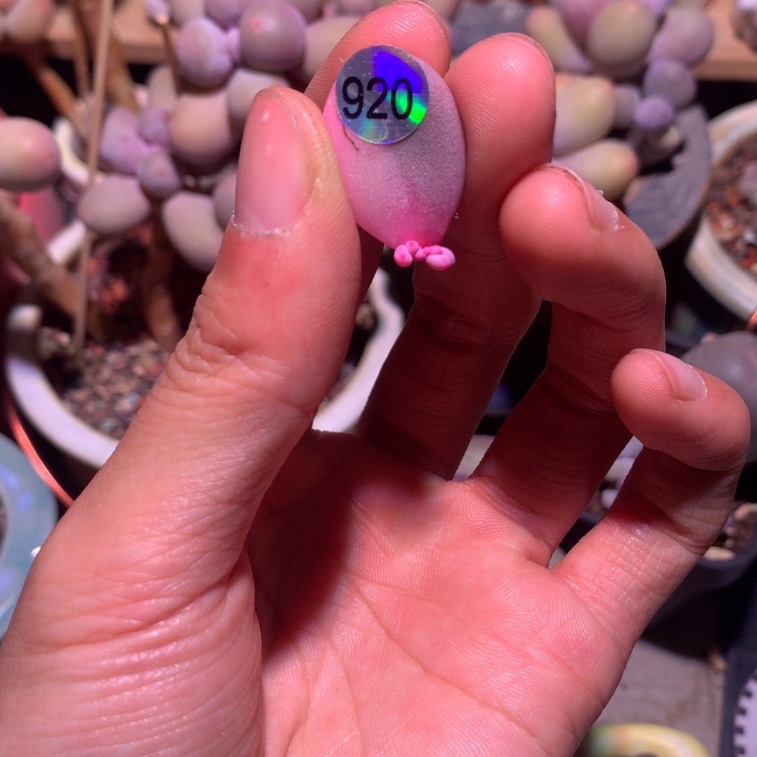 不知道什么奶锦920