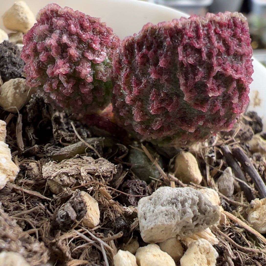 红色冰锥纹实生新品多肉植物水泡