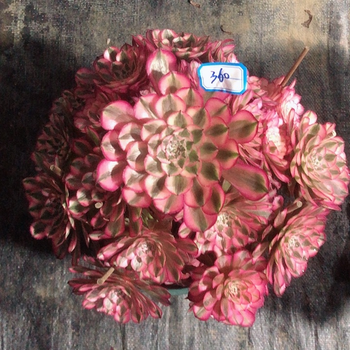 360红桐白多肉法师