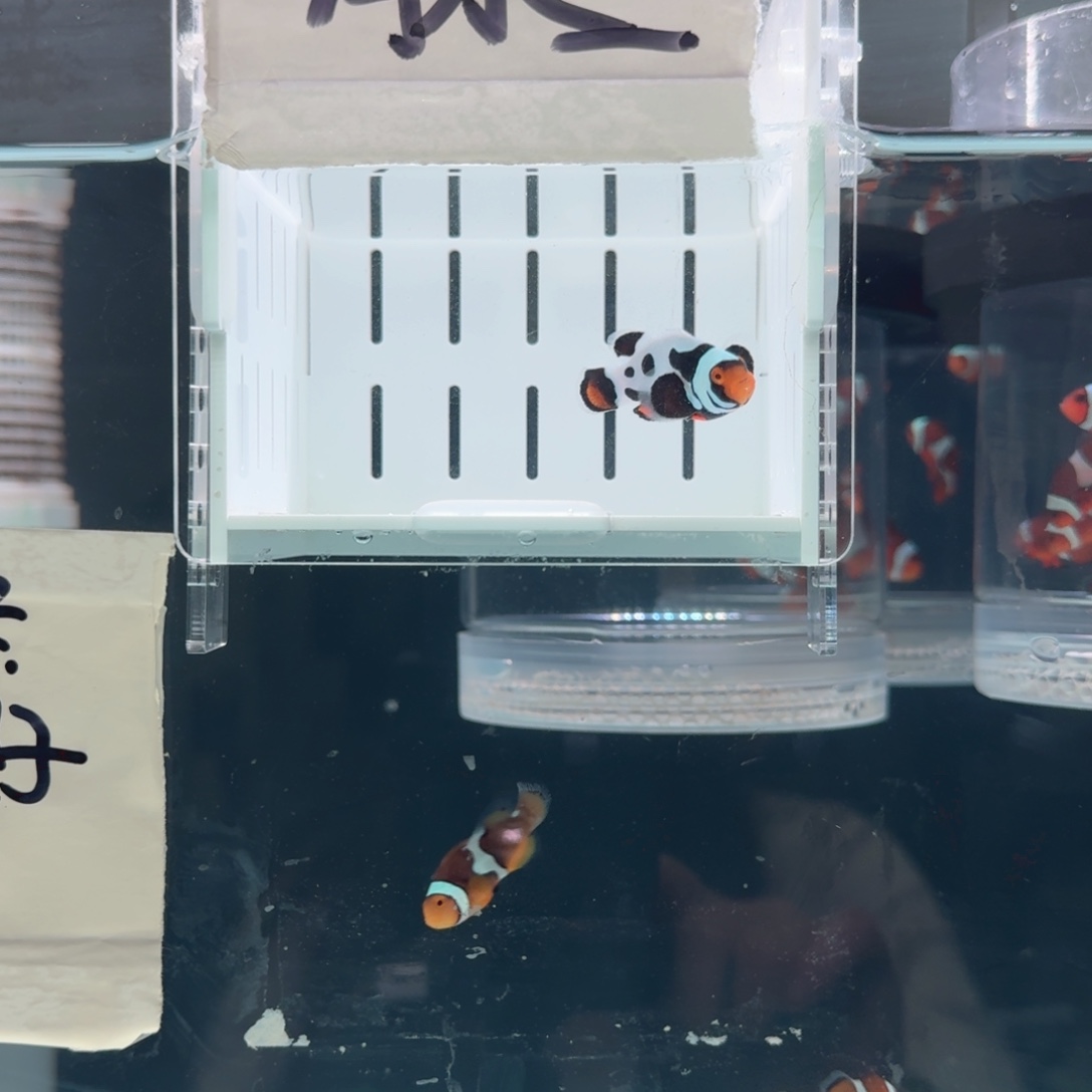海水鱼4.5+黑卡小丑鱼一条