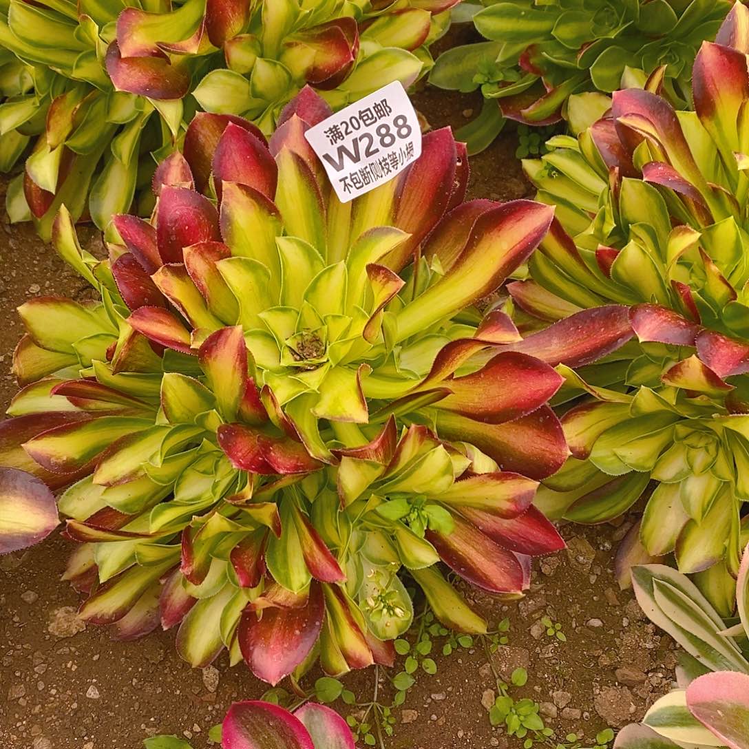 288韶华多肉法师锦多肉