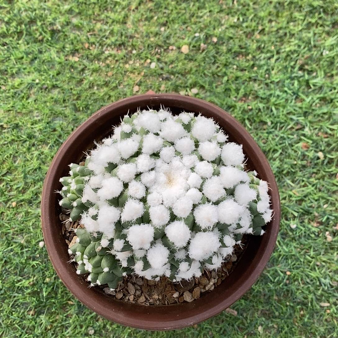 仙人球实生雪糕美