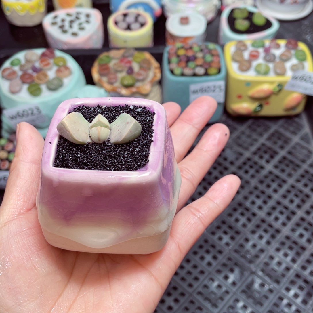 w6028 -零下地区拍保温箱-15支持寄养