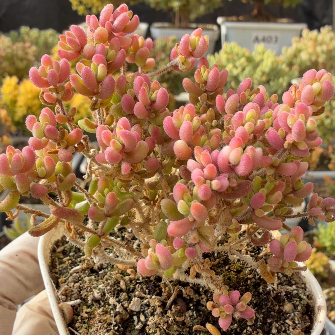 A402红宝石锦枝干一物一拍