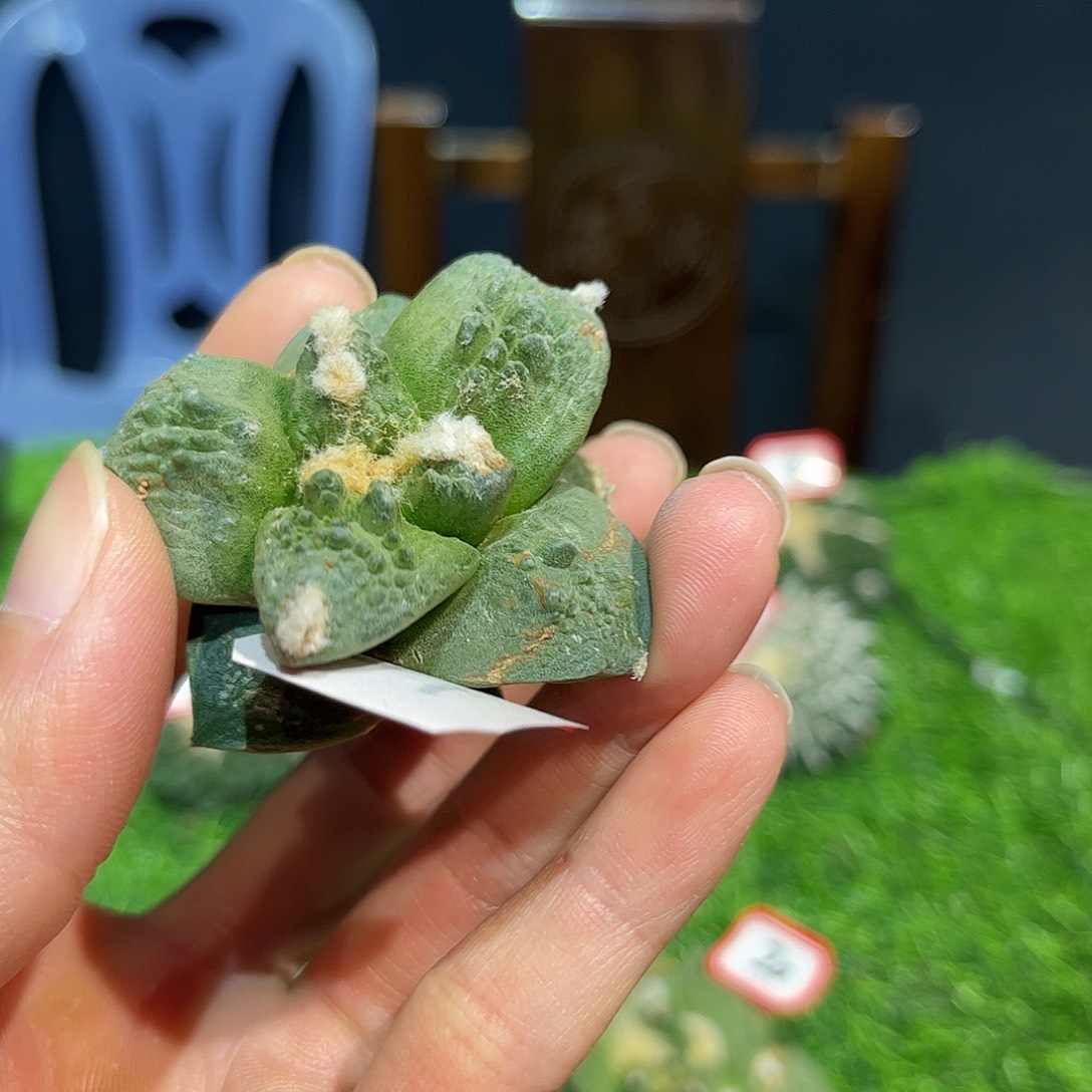 26号自根潜力股怒涛炸尤