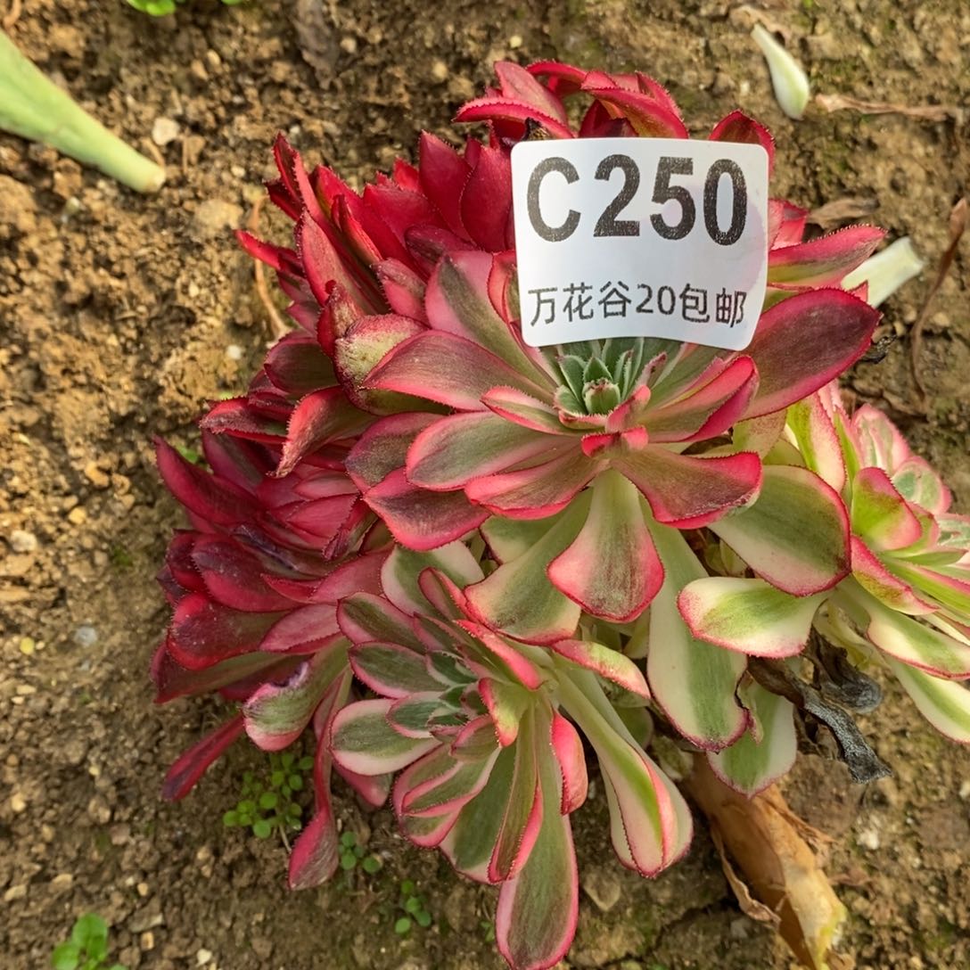 250倾城无根砍过多肉植物