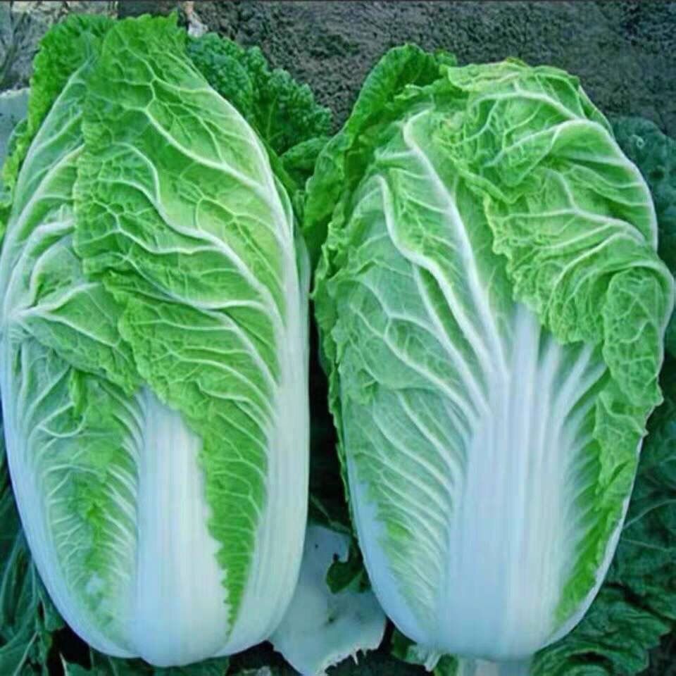 丰抗80白菜种子好吃亩产量高早熟抱头大白菜籽 耐热秋播蔬菜种子
