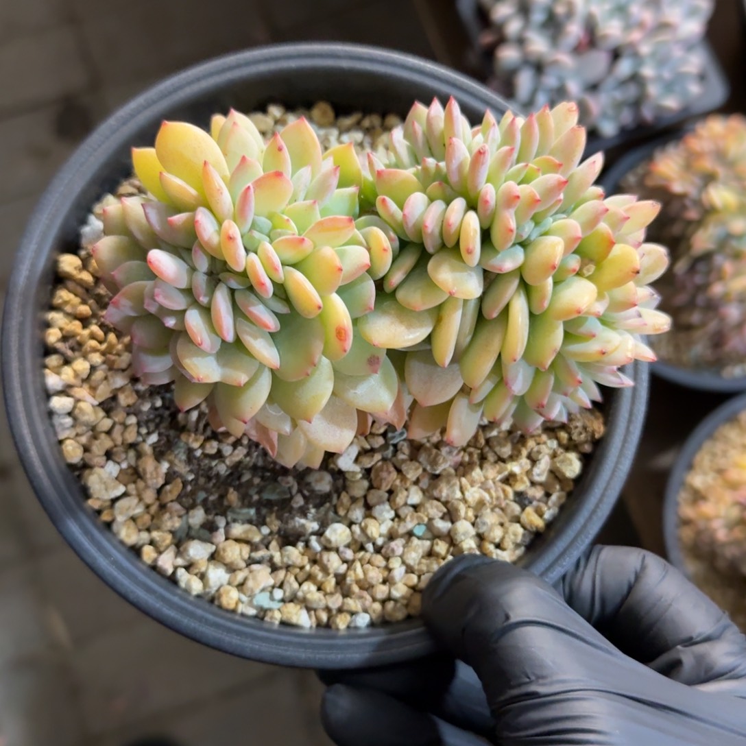 暮光之城11111111111111111