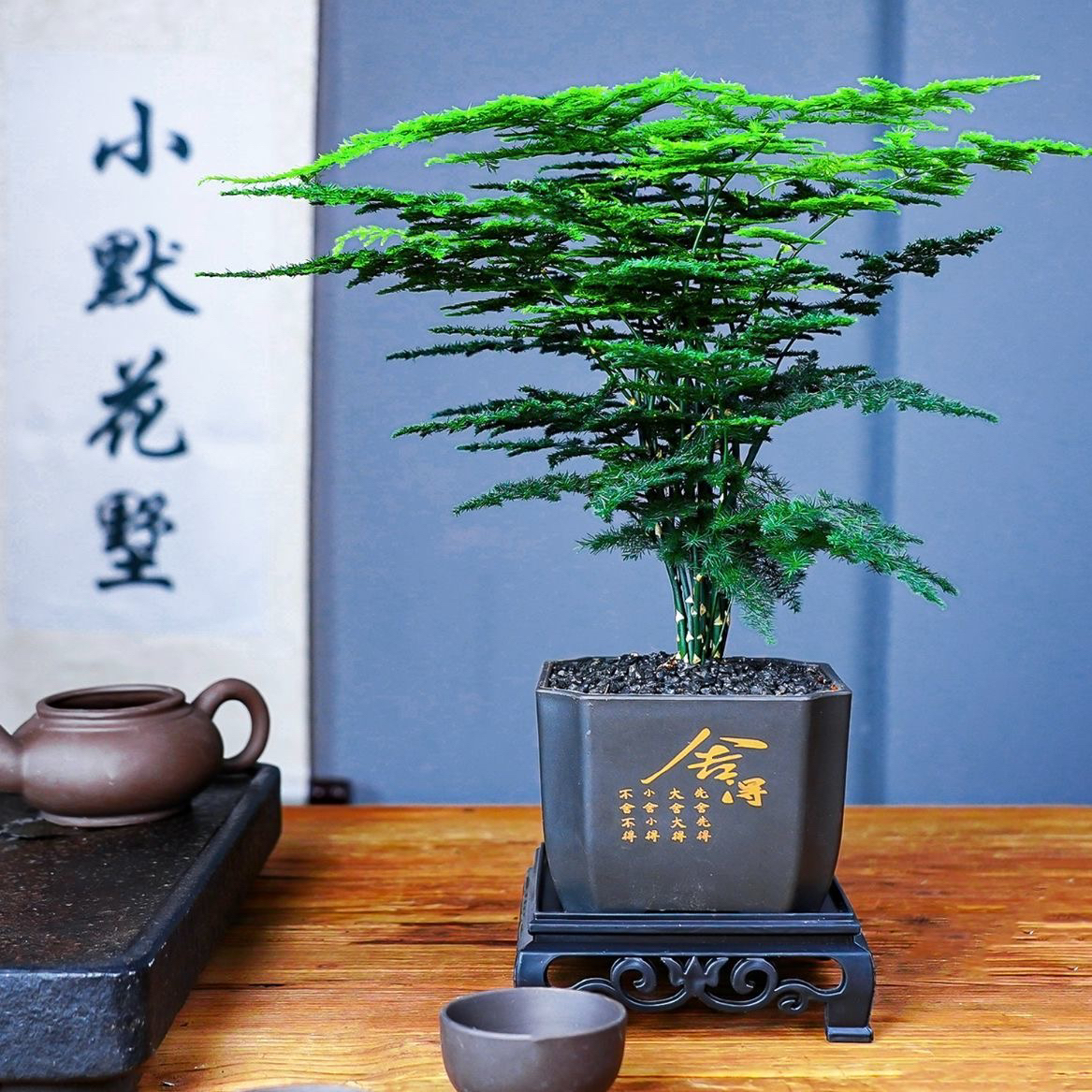 CZ【带舍得】文竹盆栽室内观叶植物夏驱蚊绿植办公桌小盆栽冬季好养