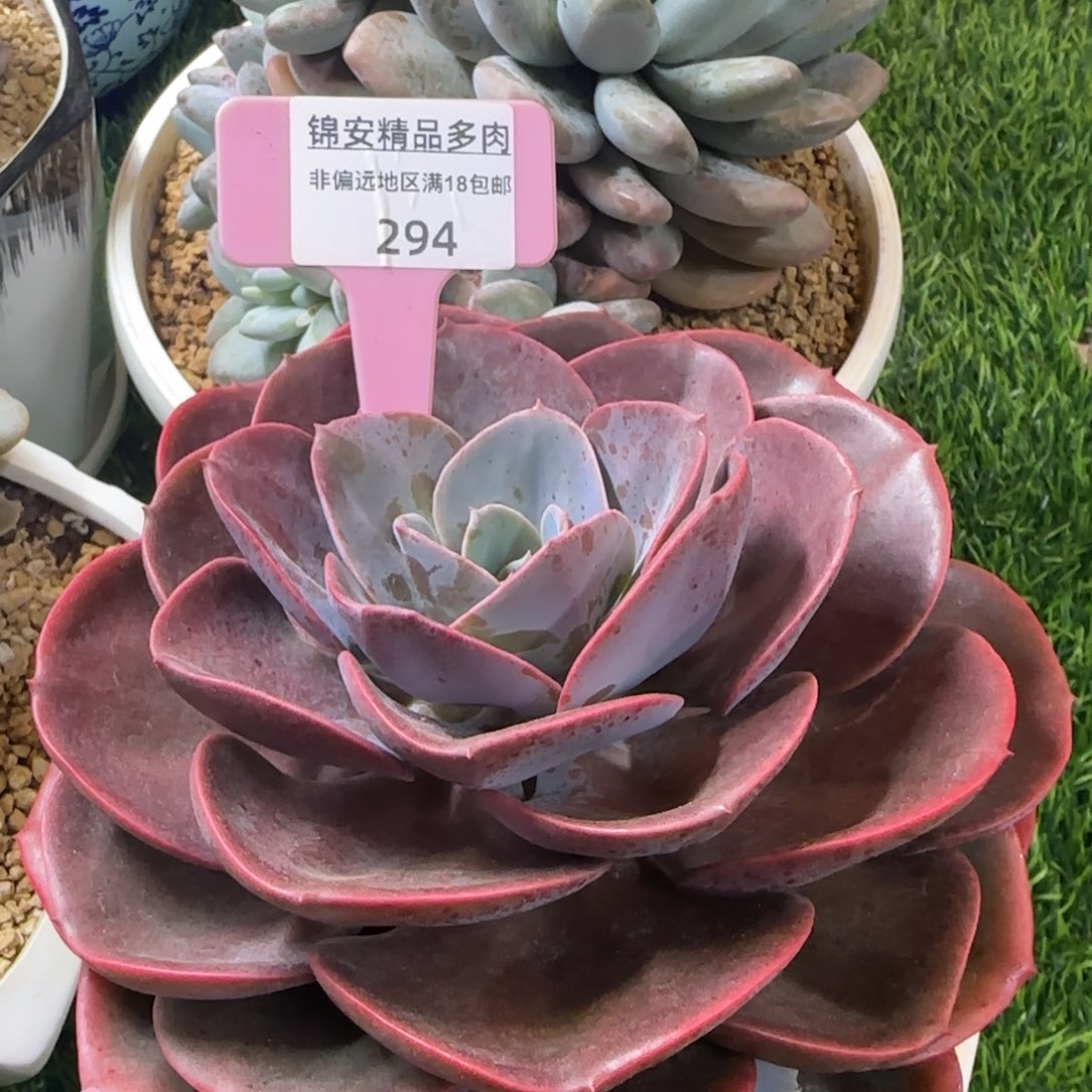 乖*肉锦安精品多肉植物294