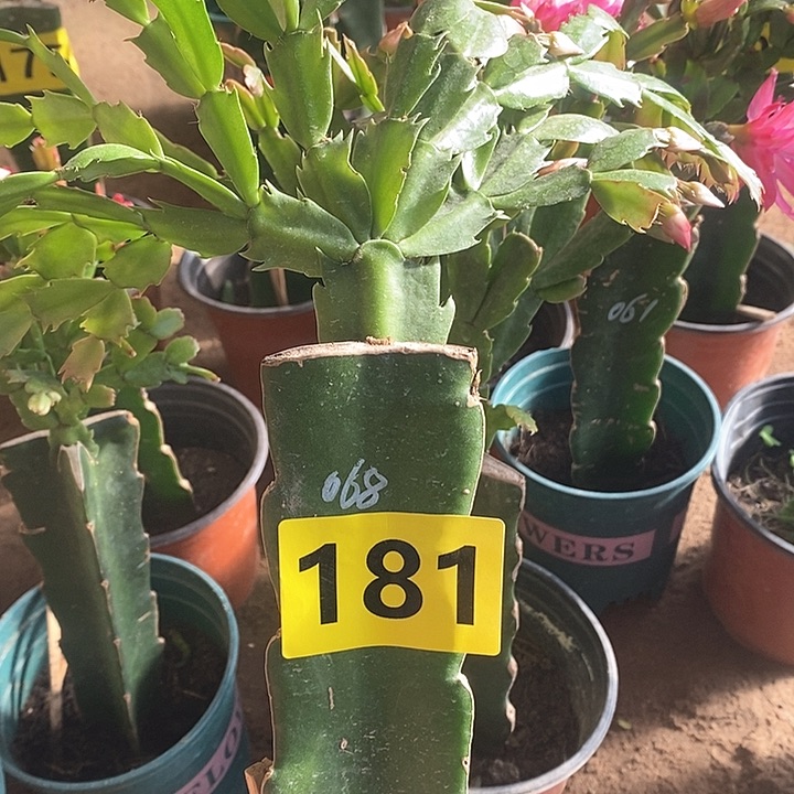 无花朵宛**兮068/181号