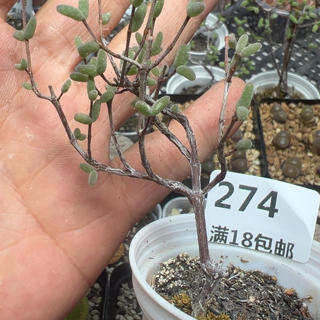 【闪购商品】 274。