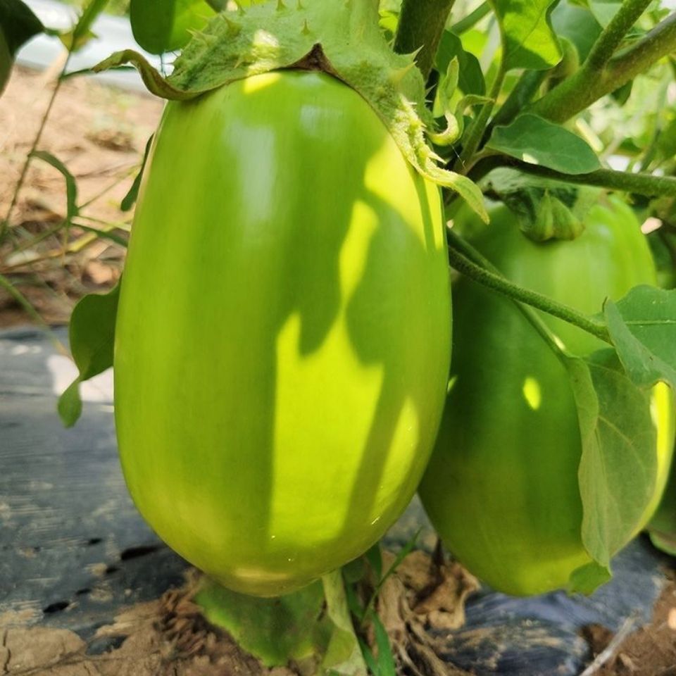 河南新鲜无籽青皮绿茄子鲜嫩可口可生吃当季蔬菜