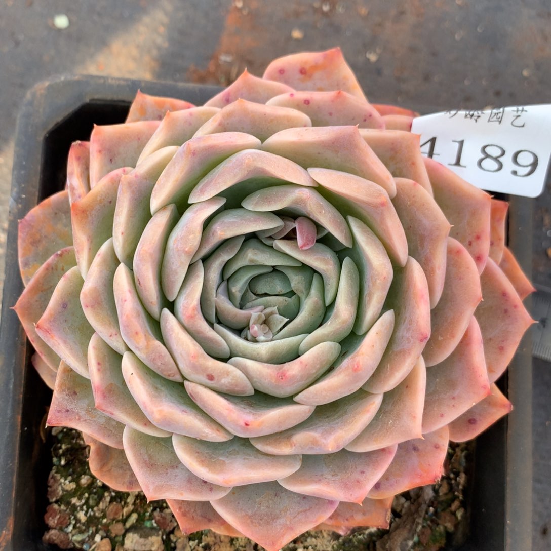 4189杂交多肉植物