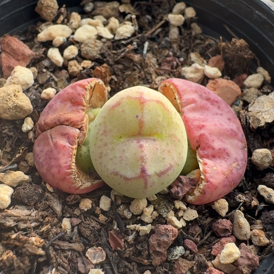 515猴脸带盆发货5858