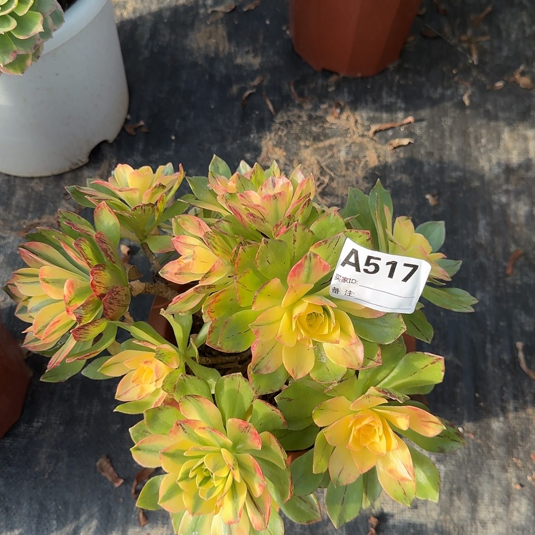 荷花多肉法师a517